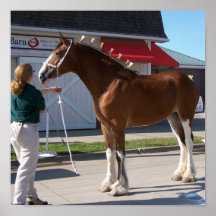 Clydesdale på showtrycket posters
