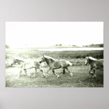 Clydesdales Affisch