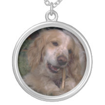 CockerspanielSpanielhalsband