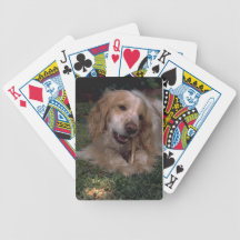 CockerspanielSpanielhund som leker kort