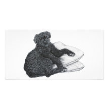 Cocotte belgisk Sheepdog - fotokort