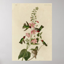 Columbian Hummingbird Print