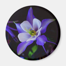 Columbine blomma kylskåpsnagnet