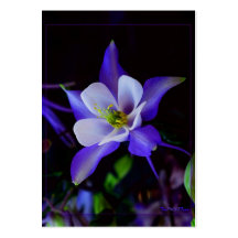 Columbine blomma visitkort