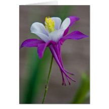 Columbine Hälsningskort