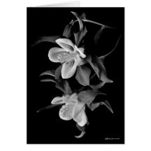 columbine kort