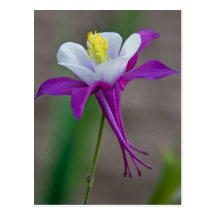 Columbine Vykort