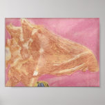 Conchsnäcka Print