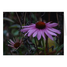CONEFLOWERS I NEDGÅNG HÄLSNINGSKORT