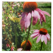 Coneflowers i trädgård keramiska plattor