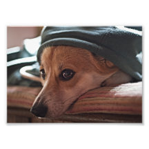 Corgi005L Fototryck