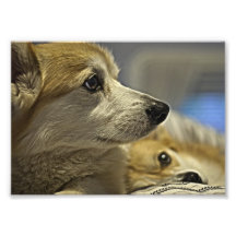 Corgis003 Fotografiska Tryck