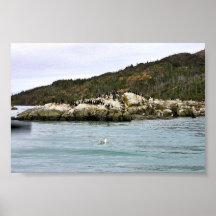 Cormorants och fiskmåsar på havssten print