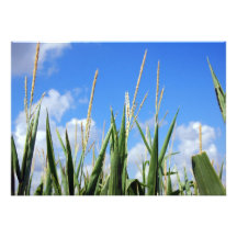 cornfield anpassade inbjudan