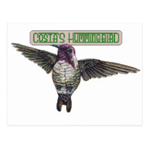 Costas Hummingbird med banret Vykort