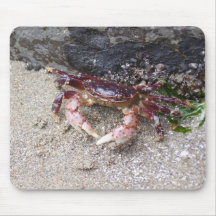 Crabby Musmatta