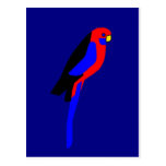 Crimson Rosala - australiensisk papegoja Vykort