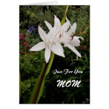 Crinum mors dagkort