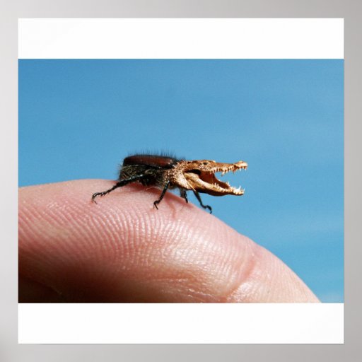 Crocobug affisch