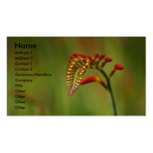 Crocosmia Visitkort Mall
