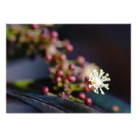 Croton's flower personalized announcements