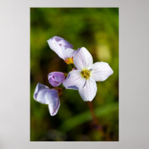 Cucko blomma - tryck - Canvus - affisch