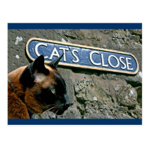 Culross katt vykort