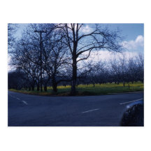 Cupertino fruktträdgård 1960 vykort
