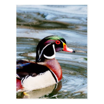 Customize Product Postcards