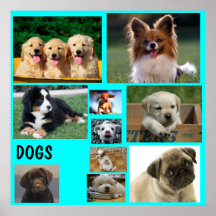 cute_dog_2_1024x768 Papillon, soo-cute-3-dogs-… Affisch