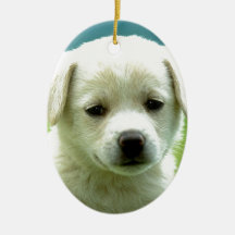 cute-puppy-dog-wallpapers.jpg julgranskula