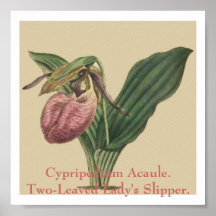 Cypripedium Acaule. Två-Leaved ladys häftklammerma Posters