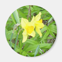 Daffidils! Kylskåps Magneter