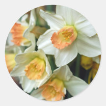 daffodile klistermärken