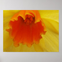 daffodillblomma print