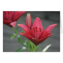 Dag Lilly Phot Notecard Hälsnings Kort