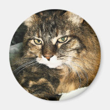 Daisy 2 magneter