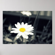 Daisy Dreamin Affischer