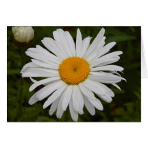Daisy Hälsningskort
