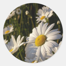 Daisy Klistermärken