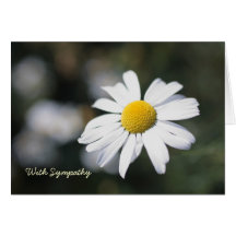 Daisy med sympati hälsningskort
