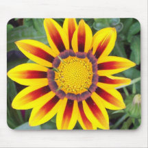 Daisy Musmatta