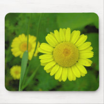 Daisy Musmattor