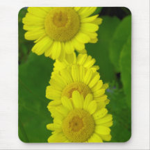 Daisy Musmattor