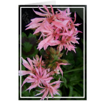 Daisy-något liknande pelargonrosor hälsnings kort