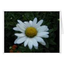 Daisy photograph says Get Well Greeting Card