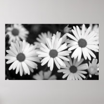 Daisy Posters