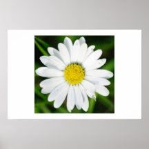 Daisy Print