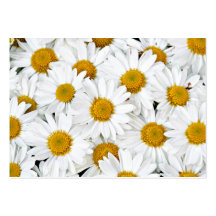 Daisy Visitkort