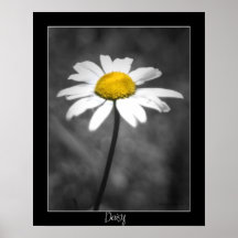 Daisyaffisch